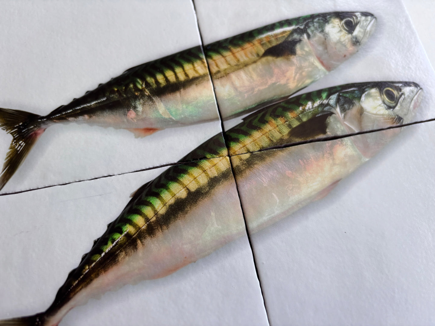 Tegel Vierluik Makreel / Mackerel